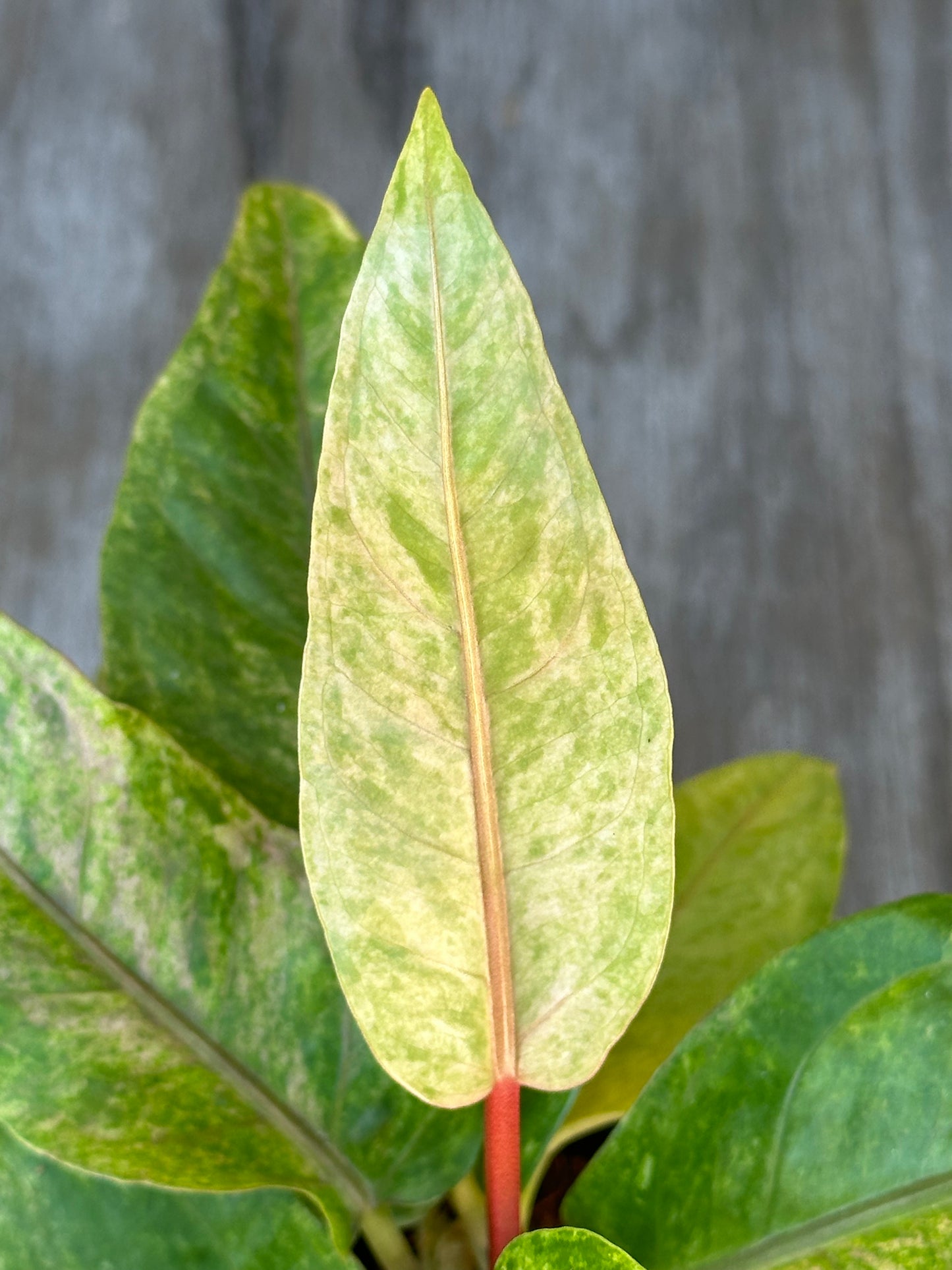 Anthurium Birdsnest Variegated in a 2.25-inch pot, featuring detailed close-up of its unique leaf pattern, highlighting bright white variegation.