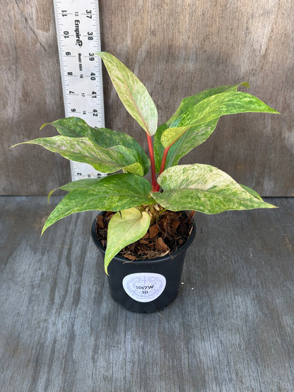 Anthurium Birdsnest Variegated in a 2.25-inch pot, showcasing unique white variegation. Perfect for exotic houseplant collectors or beginners at Next World Exotics.