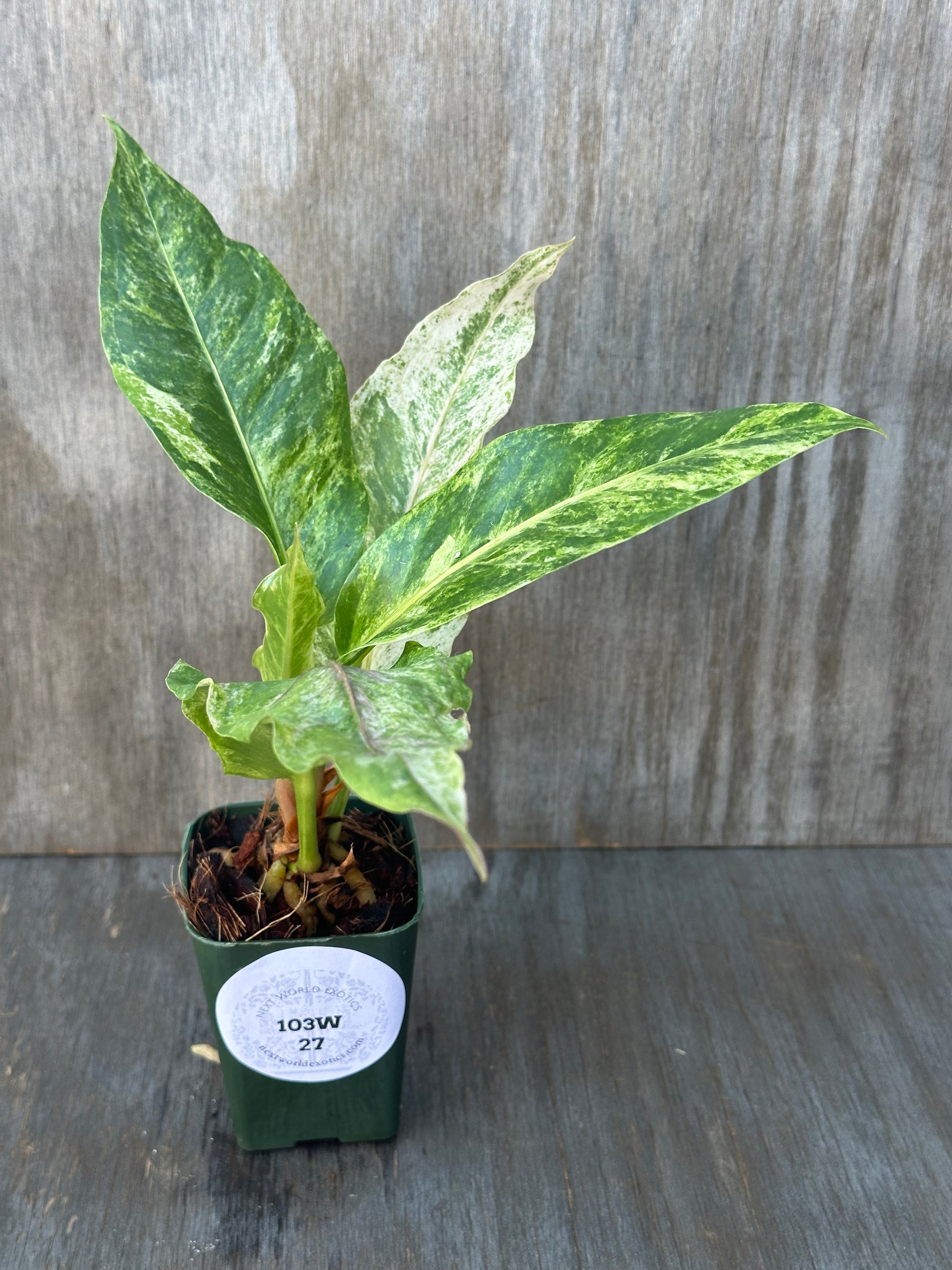 Anthurium Birdsnest Variegated plant with bright white variegation in a 4-inch pot, perfect for exotic houseplant collections.