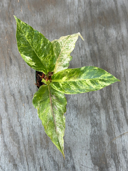 Anthurium Birdsnest Variegated (103W27) with distinct white variegation, displayed in a 4-inch pot on a wood surface.