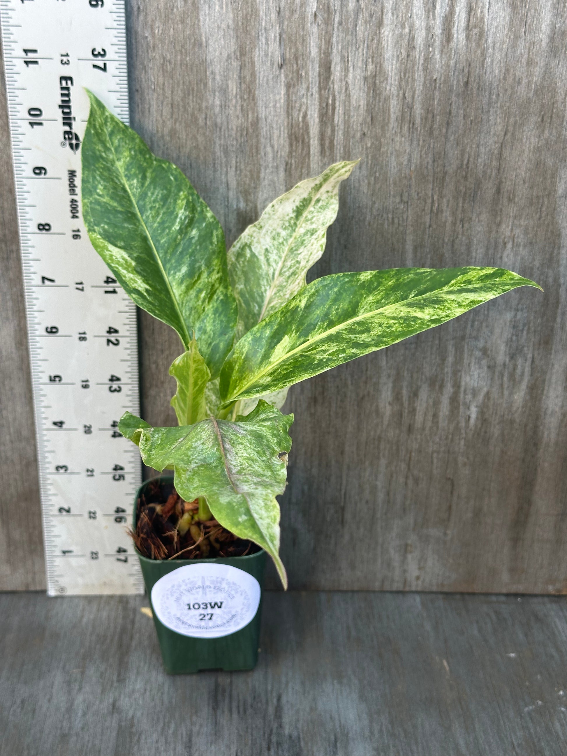 Anthurium Birdsnest Variegated plant with bright white variegation in a 4-inch pot, next to a ruler for size reference.