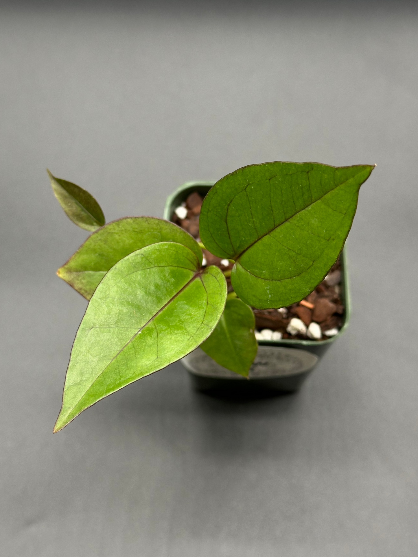 Anthurium Birdsnest Variegated (213W22) in a 4-inch pot, showcasing its unique white variegation and lush green foliage, ideal for houseplant enthusiasts.