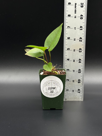 Anthurium Birdsnest Variegated (213W22) in a 4-inch pot, displayed alongside a ruler for size reference, showcasing its distinct white variegation.