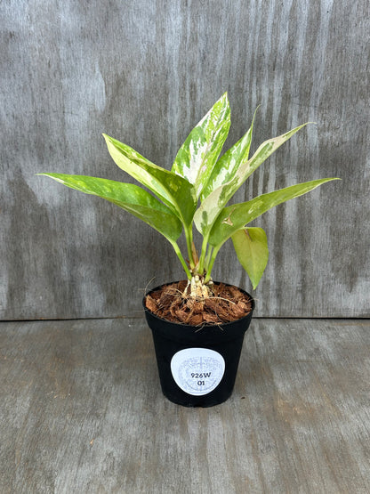 Anthurium Birdsnest Variegated (926W01) in a 5-inch pot with a white label, showcasing pink variegation and green leaves.