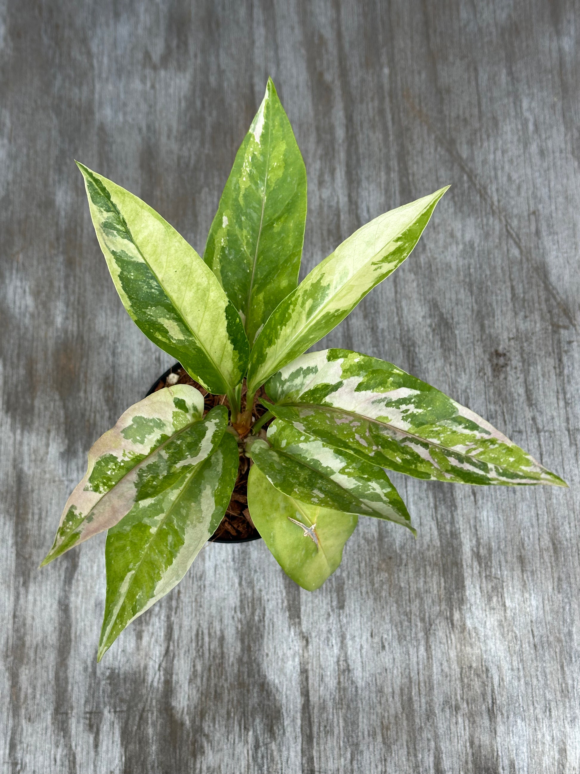 Anthurium Birdsnest Variegated in a 5-inch pot, showcasing green and white variegated leaves. Perfect for exotic houseplant enthusiasts.