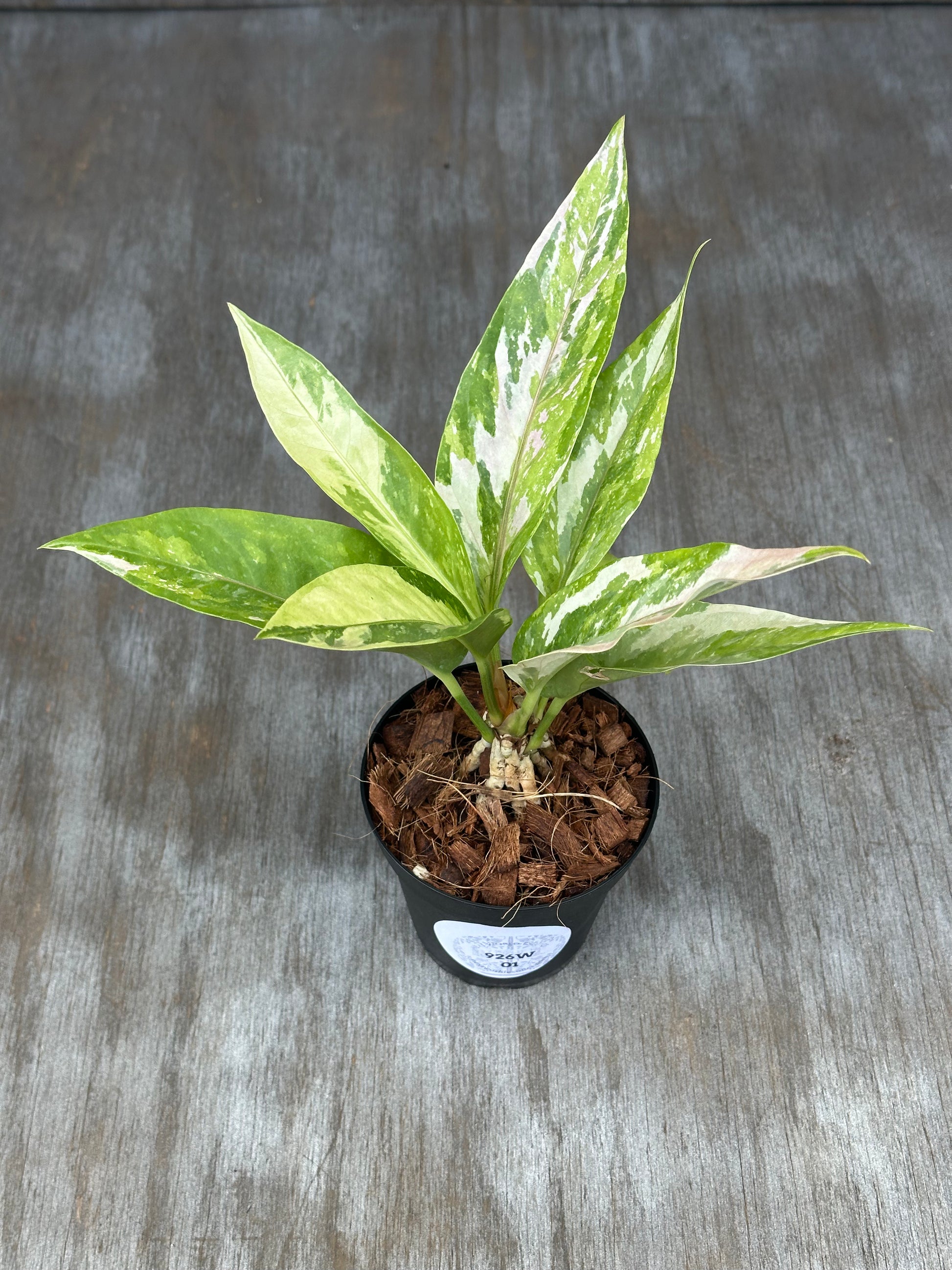 Anthurium Birdsnest Variegated (926W01) in a 5-inch pot, showcasing pink variegation against green leaves, perfect for exotic houseplant collectors.