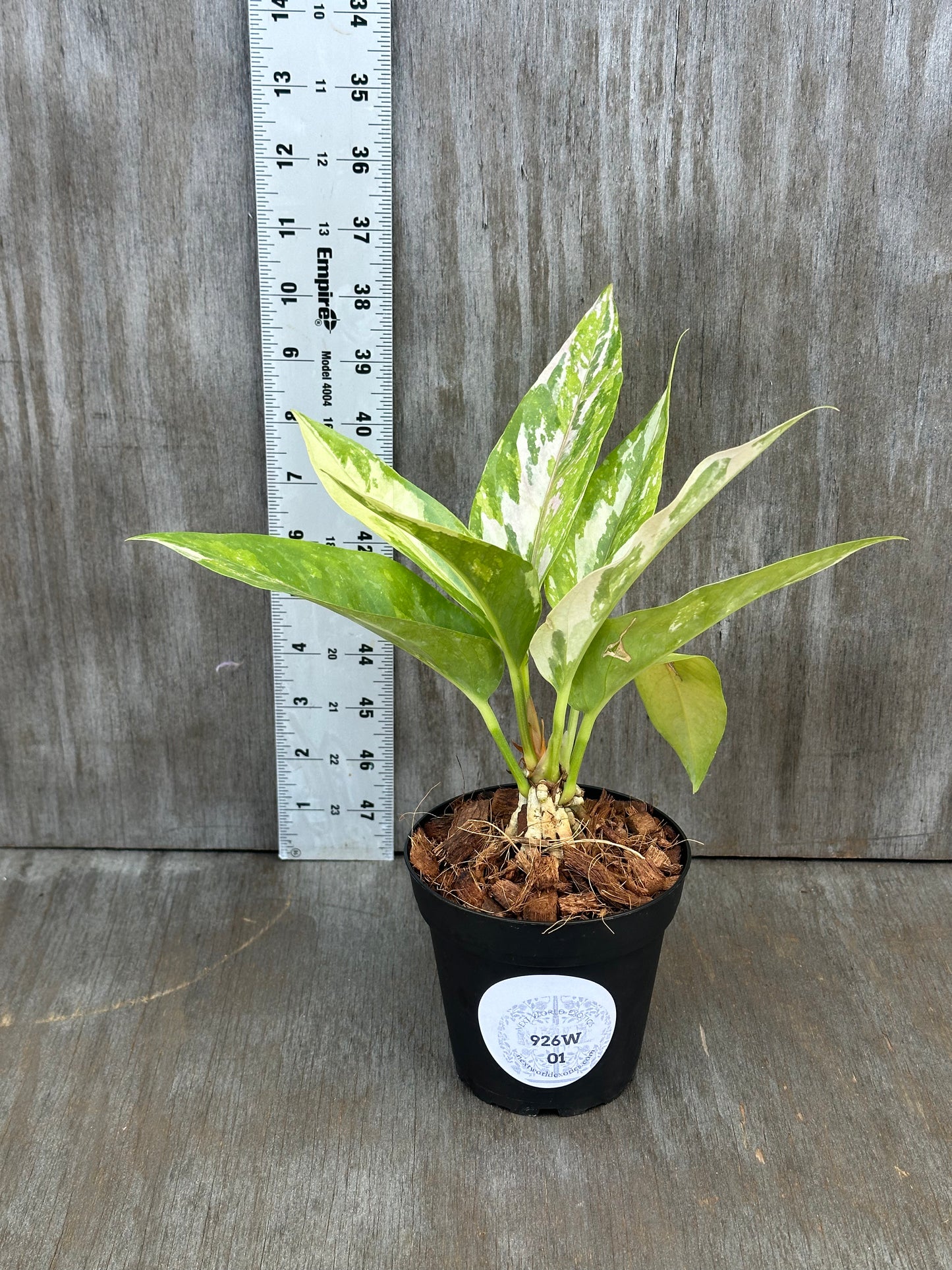 Anthurium Birdsnest Variegated (926W01) in a 5-inch pot, showcasing glossy leaves, with a white sticker and a ruler for scale.