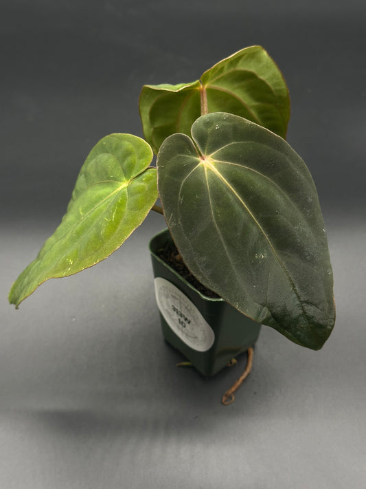 Anthurium Black Velvet x Black Velvet in a 2.25-inch pot, showcasing lush green leaves, part of Next World Exotics' exclusive tropical houseplant collection.