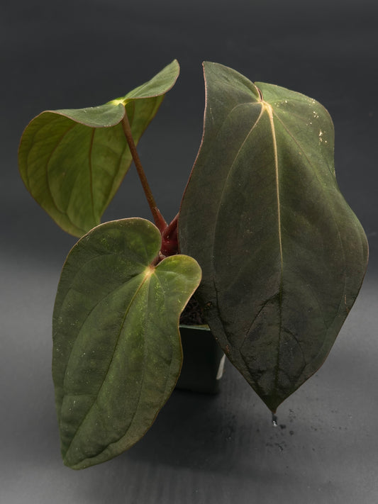 Anthurium Black Velvet x Black Velvet plant, featuring large, lush green leaves, displayed in a compact 2.25-inch pot. Rare exotic houseplant by Next World Exotics.