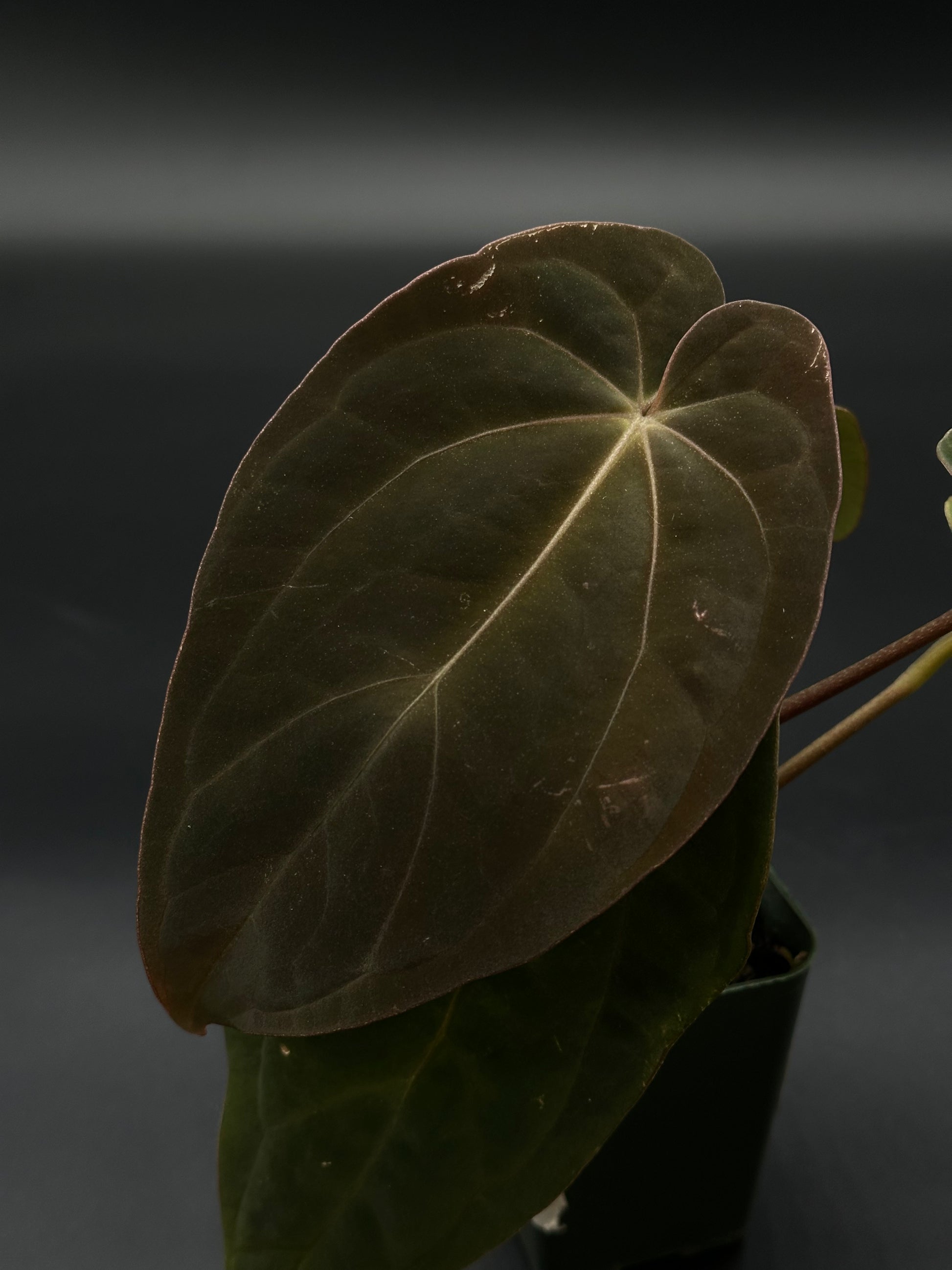 Close-up of Anthurium Black Velvet Eastern Panama (BVEP), showcasing its distinct leaf texture, part of Next World Exotics' rare plant collection.