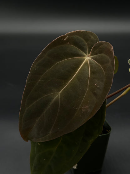 Close-up of Anthurium Black Velvet Eastern Panama (BVEP), showcasing its distinct leaf texture, part of Next World Exotics' rare plant collection.