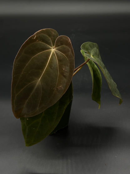 Anthurium Black Velvet Eastern Panama in a 2.25-inch pot, showcasing its lush, textured leaves, ideal for exotic houseplant enthusiasts.
