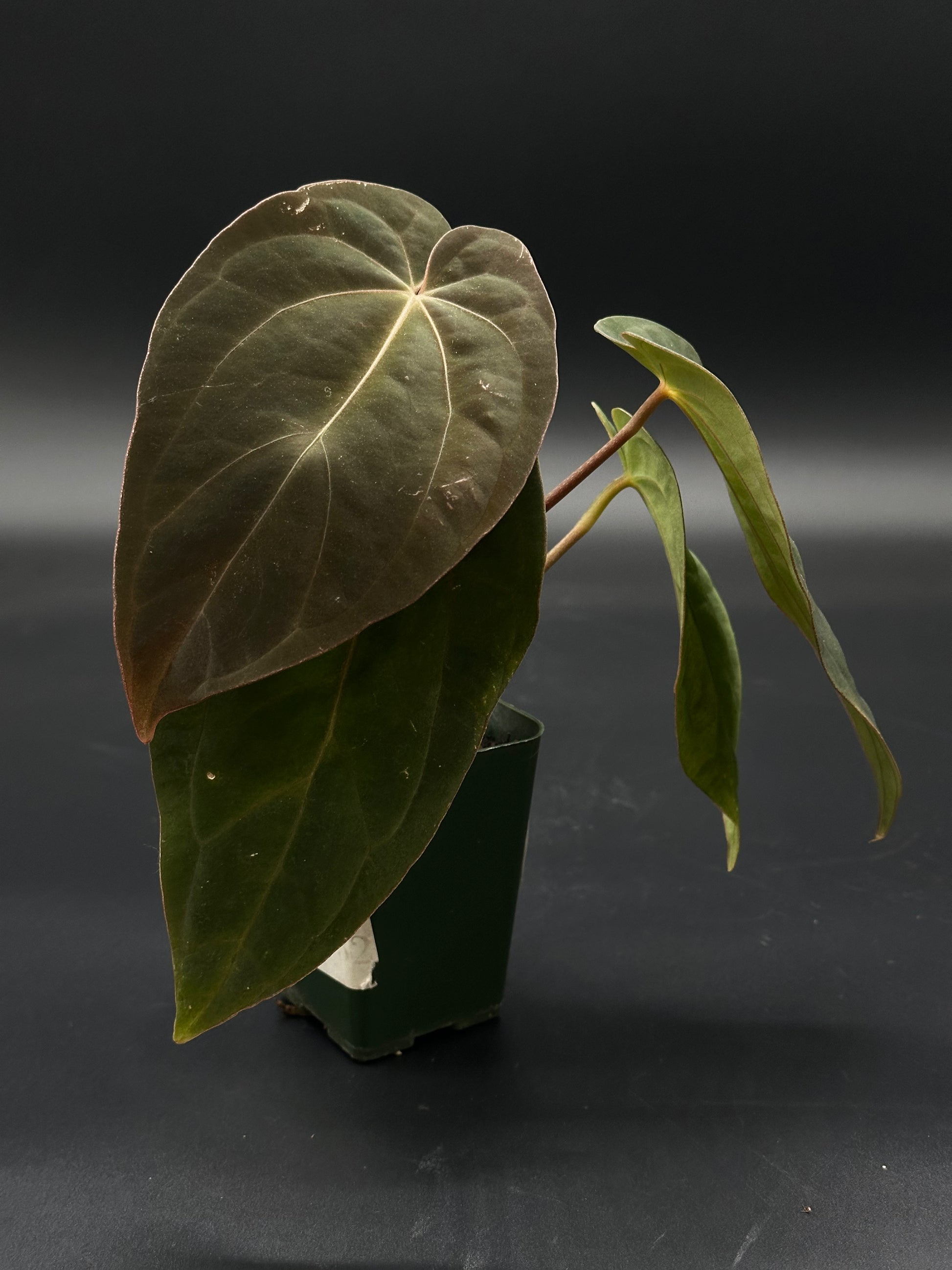 Anthurium Black Velvet Eastern Panama in a 2.25-inch pot, showcasing lush green leaves with a close-up view highlighting its unique foliage details.
