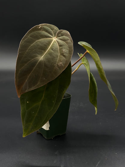 Anthurium Black Velvet Eastern Panama in a 2.25-inch pot, showcasing lush green leaves with a close-up view highlighting its unique foliage details.