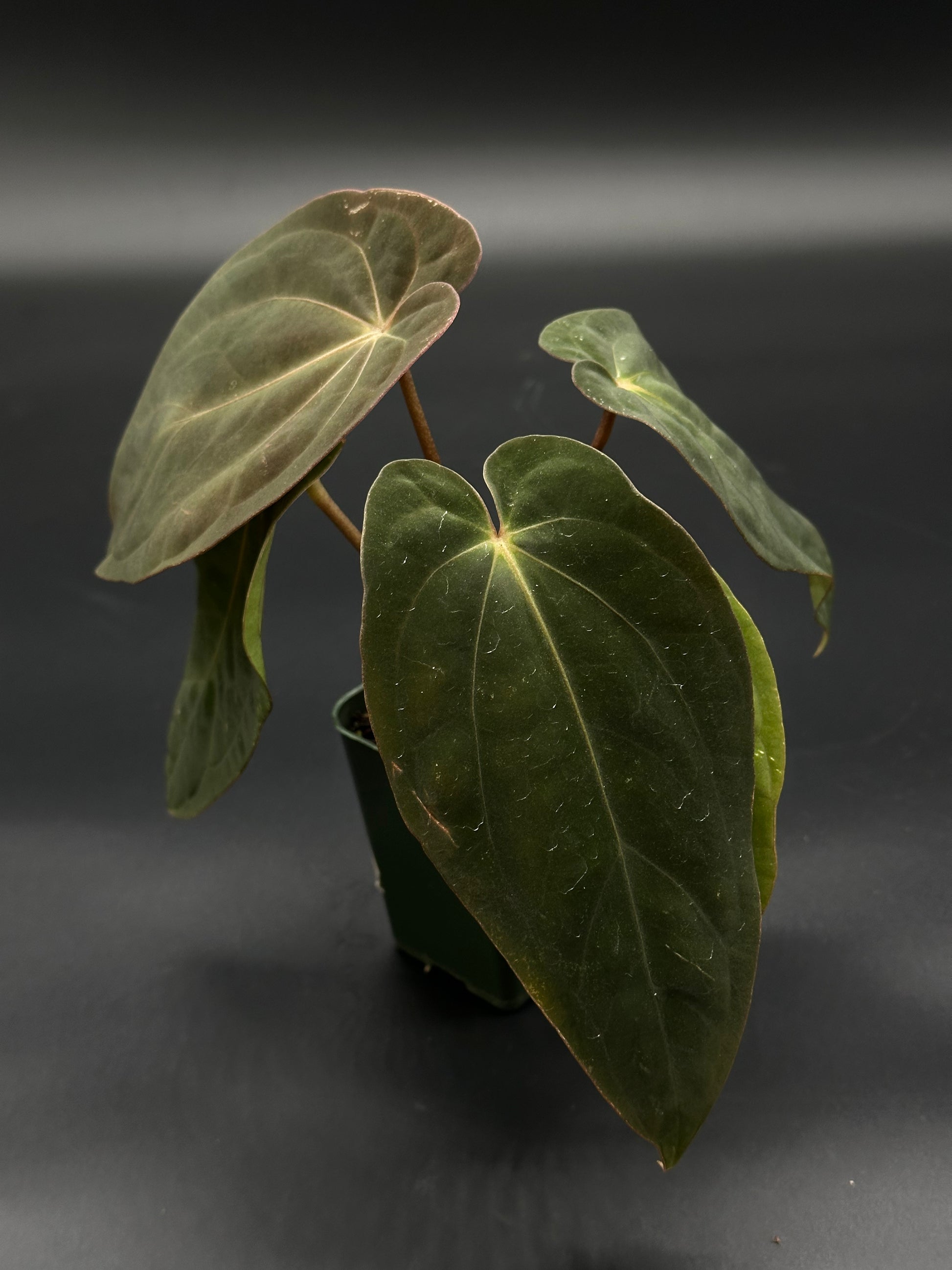 Anthurium Black Velvet Eastern Panama in a 2.25-inch pot, showcasing large, lush leaves. Perfect for exotic plant enthusiasts seeking rare houseplants.