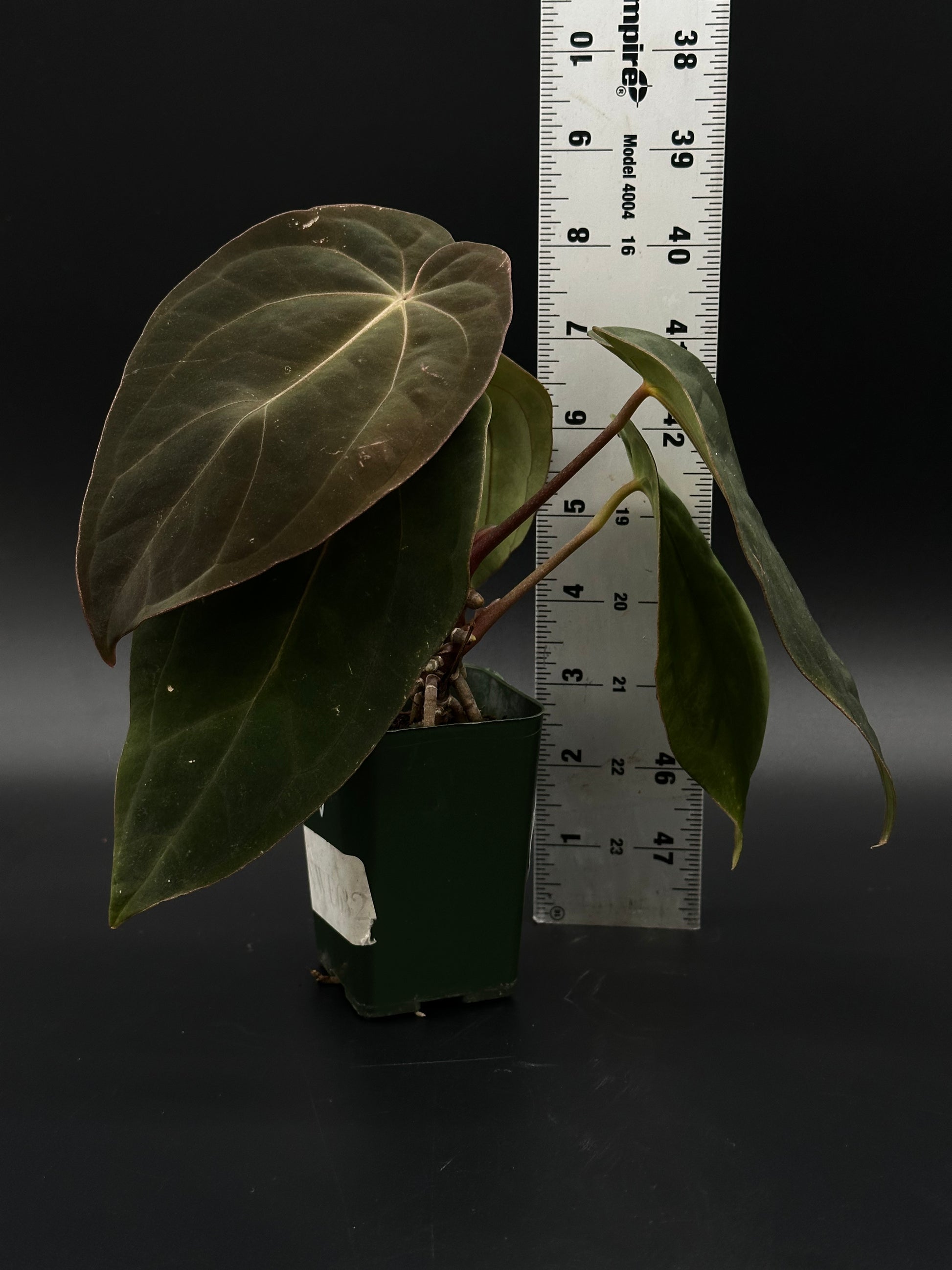 Anthurium Black Velvet Eastern Panama (BVEP)(51W09) in a 2.25-inch pot with ruler for scale, showcasing its unique leaf pattern.