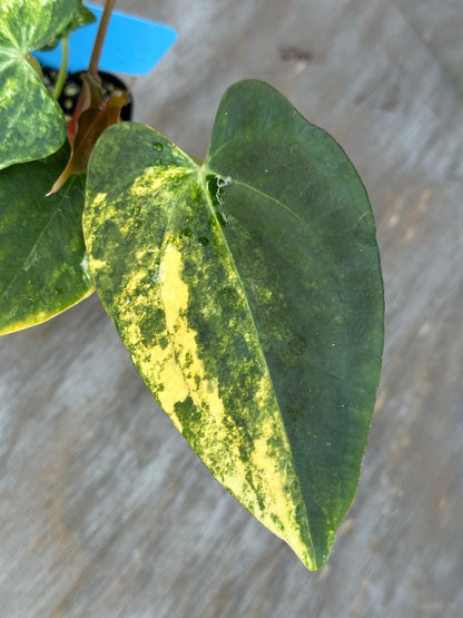 Anthurium Black Venom x (Carlablackiae x Portillae (NSE)) 727WEB002