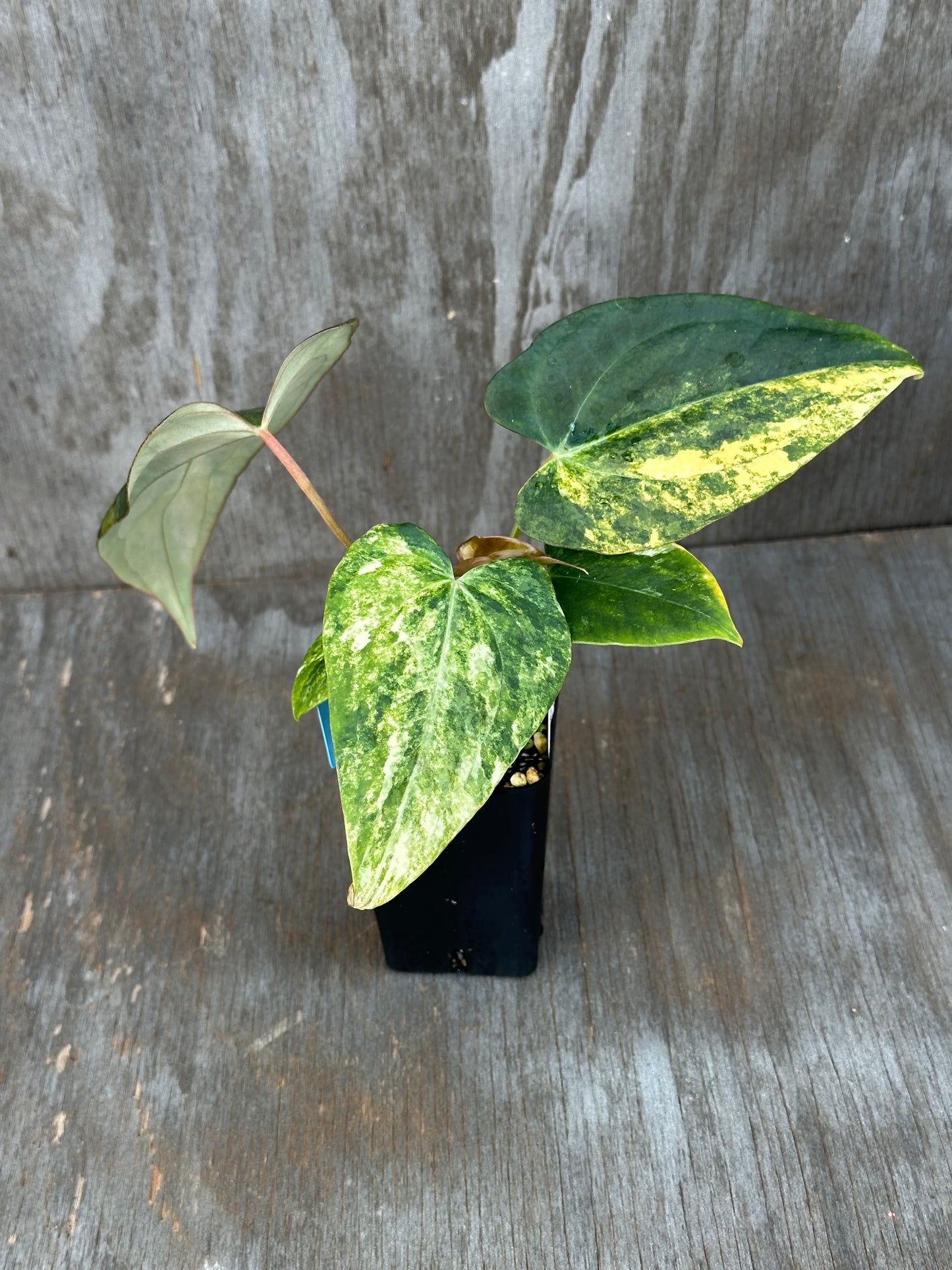 Anthurium Black Venom x (Carlablackiae x Portillae (NSE)) 727WEB002