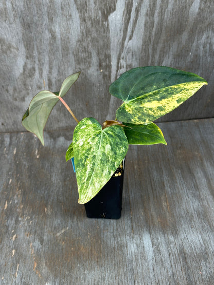 Anthurium Black Venom x (Carlablackiae x Portillae (NSE)) 727WEB002