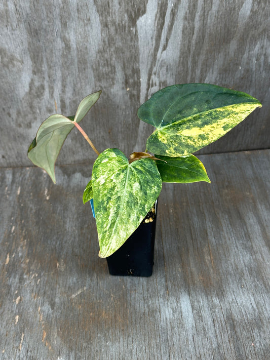 Anthurium Black Venom x (Carlablackiae x Portillae (NSE)) 727WEB002
