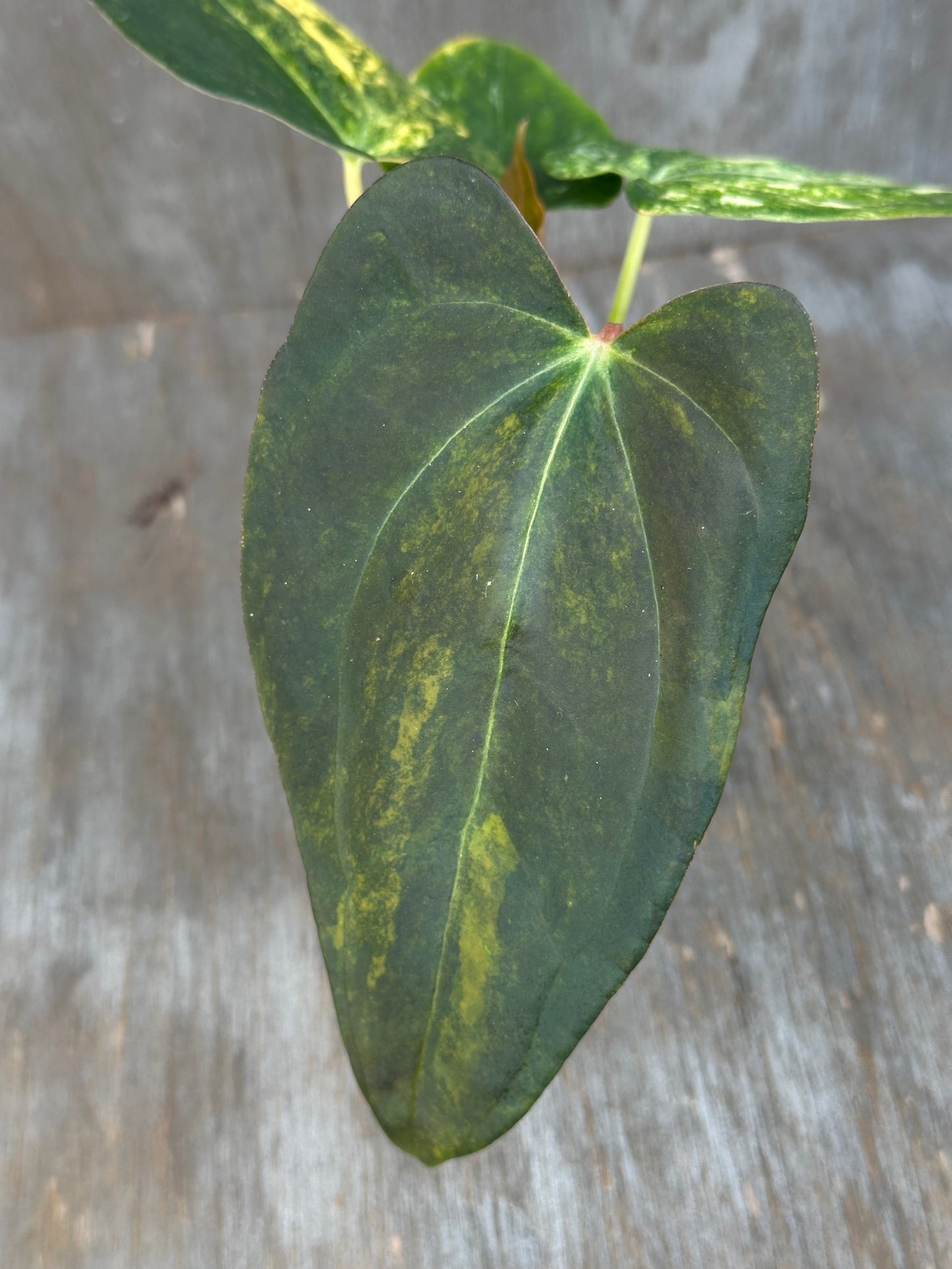 Anthurium Black Venom x (Carlablackiae x Portillae (NSE)) 727WEB002