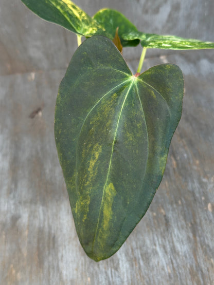 Anthurium Black Venom x (Carlablackiae x Portillae (NSE)) 727WEB002