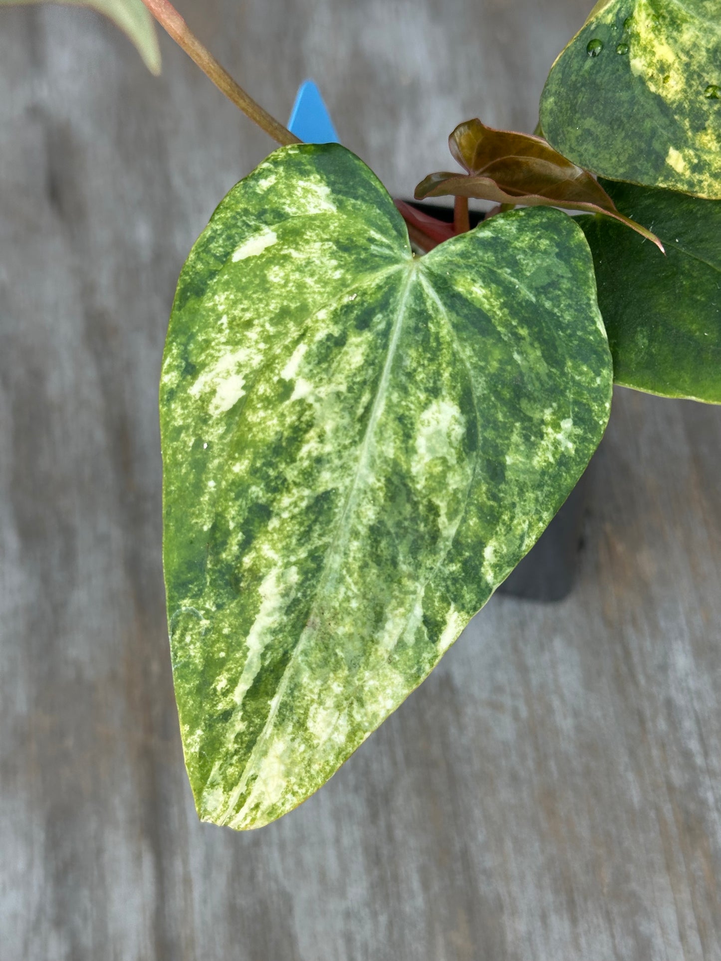 Anthurium Black Venom x (Carlablackiae x Portillae (NSE)) 727WEB002