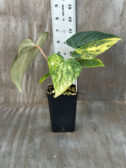 Anthurium Black Venom x (Carlablackiae x Portillae (NSE)) 727WEB002