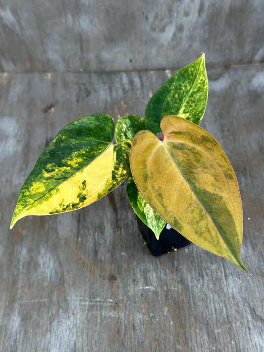 Anthurium Black Venom x A. (Carlablackiae x Portillae (NSE)) 727WEB013