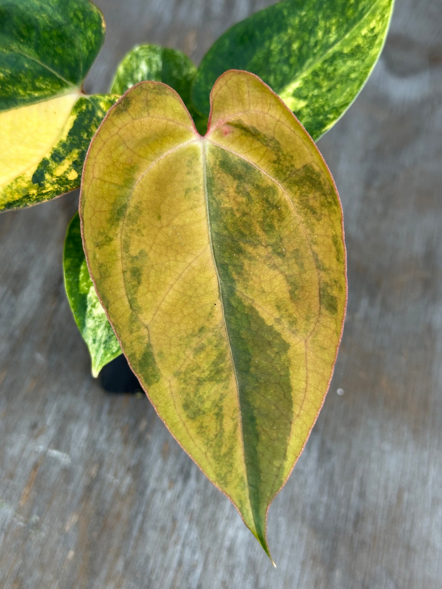 Anthurium Black Venom x A. (Carlablackiae x Portillae (NSE)) 727WEB013