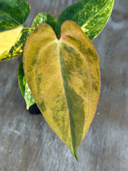 Anthurium Black Venom x A. (Carlablackiae x Portillae (NSE)) 727WEB013