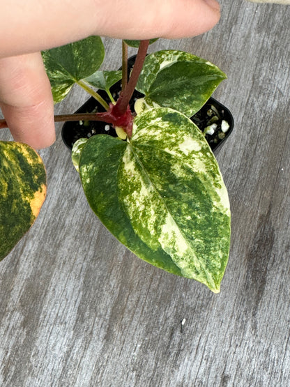 Anthurium Black Venom x A. (Carlablackiae x Portillae (NSE)) 727WEB013