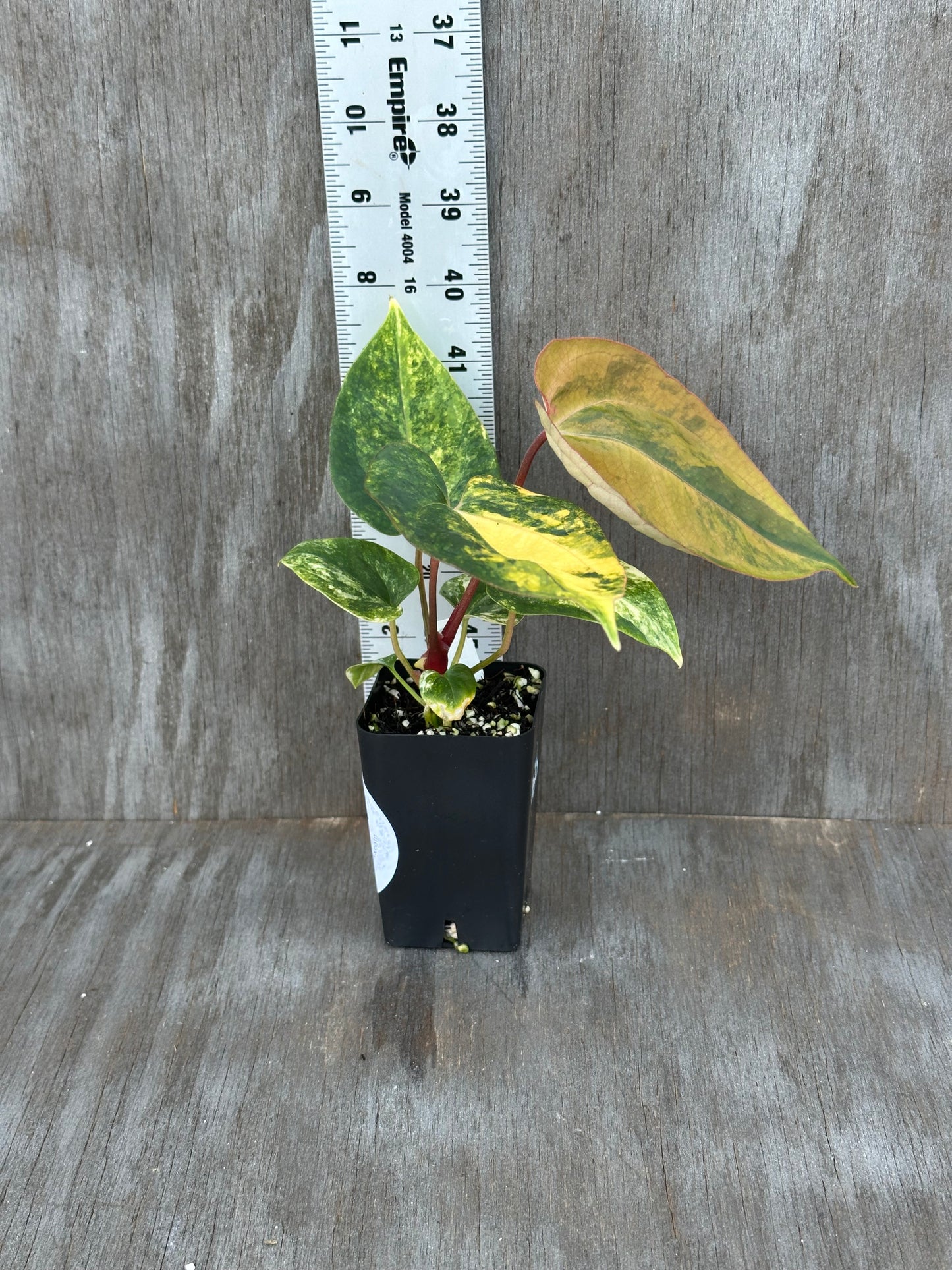 Anthurium Black Venom x A. (Carlablackiae x Portillae (NSE)) 727WEB013