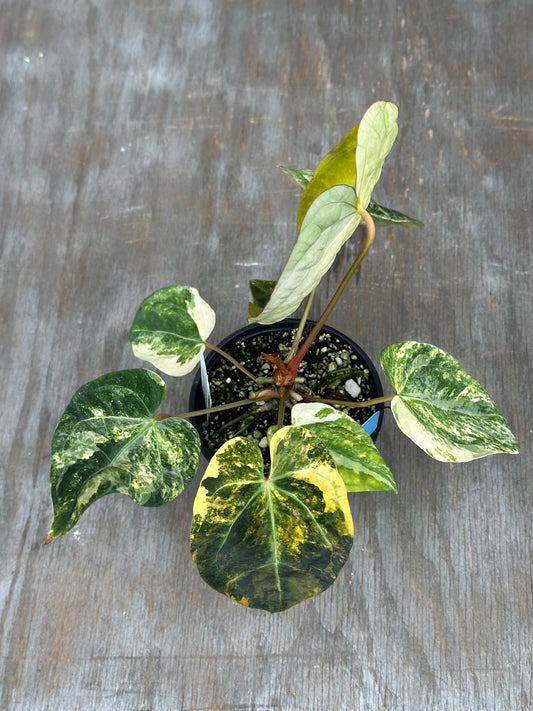 Anthurium Carlablackiae x Ace of Spades 727WEB063
