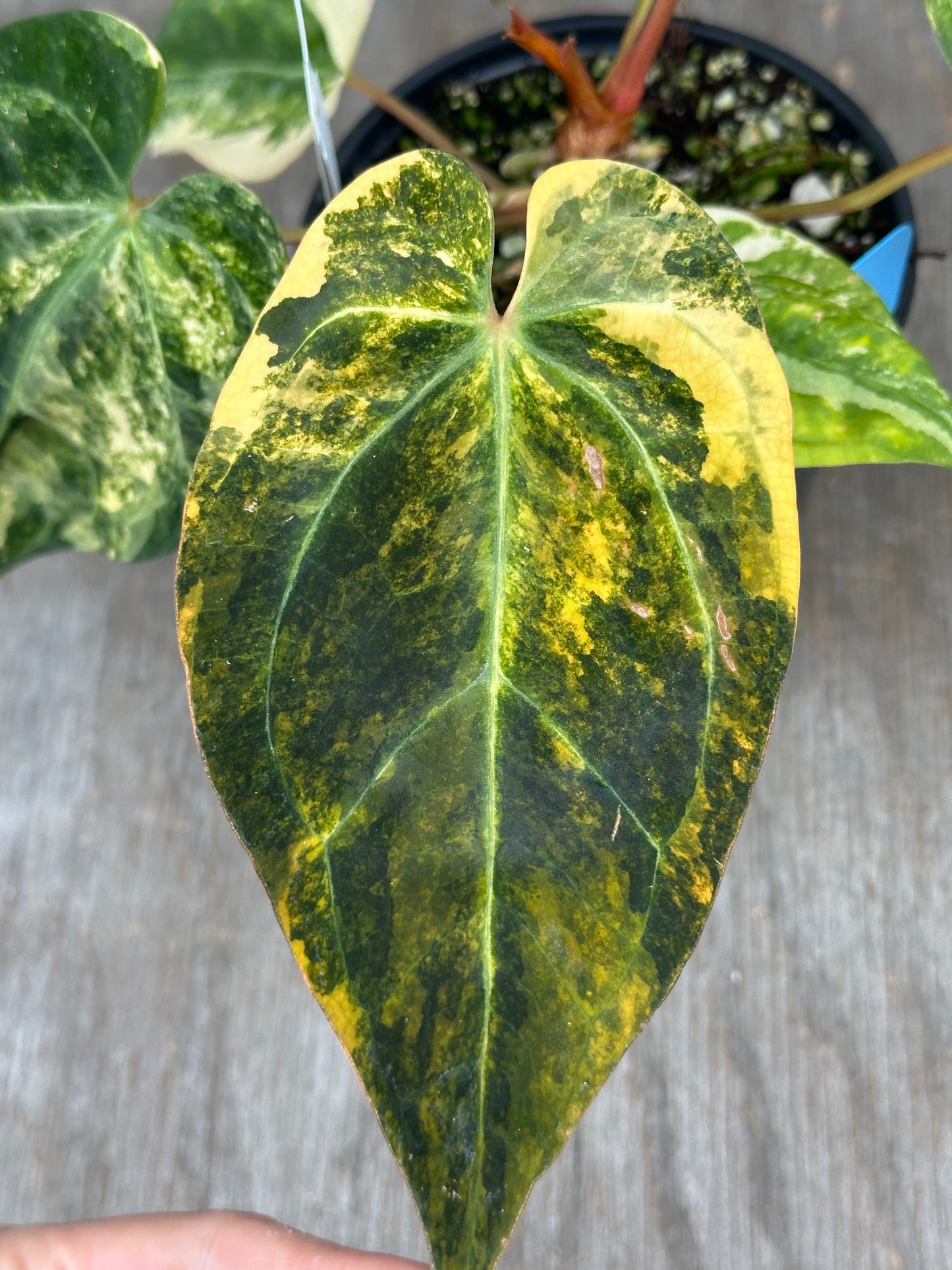 Anthurium Carlablackiae x Ace of Spades 727WEB063