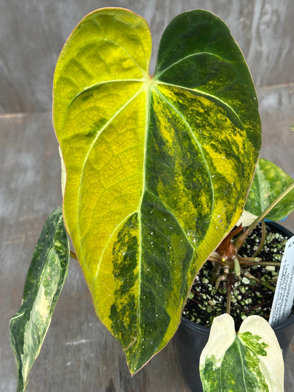 Anthurium Carlablackiae x Ace of Spades 727WEB063