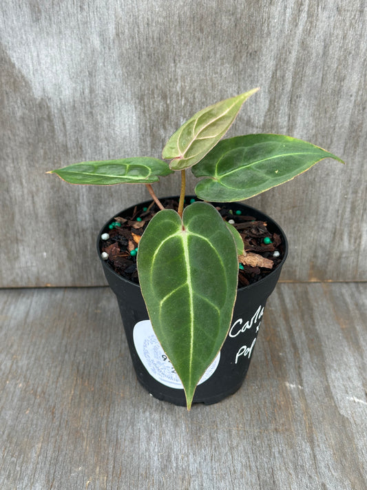 Anthurium Carlablackiae x Papillilaminum in a pot, showcasing lush green leaves. Ideal for exotic houseplant enthusiasts and collectors.