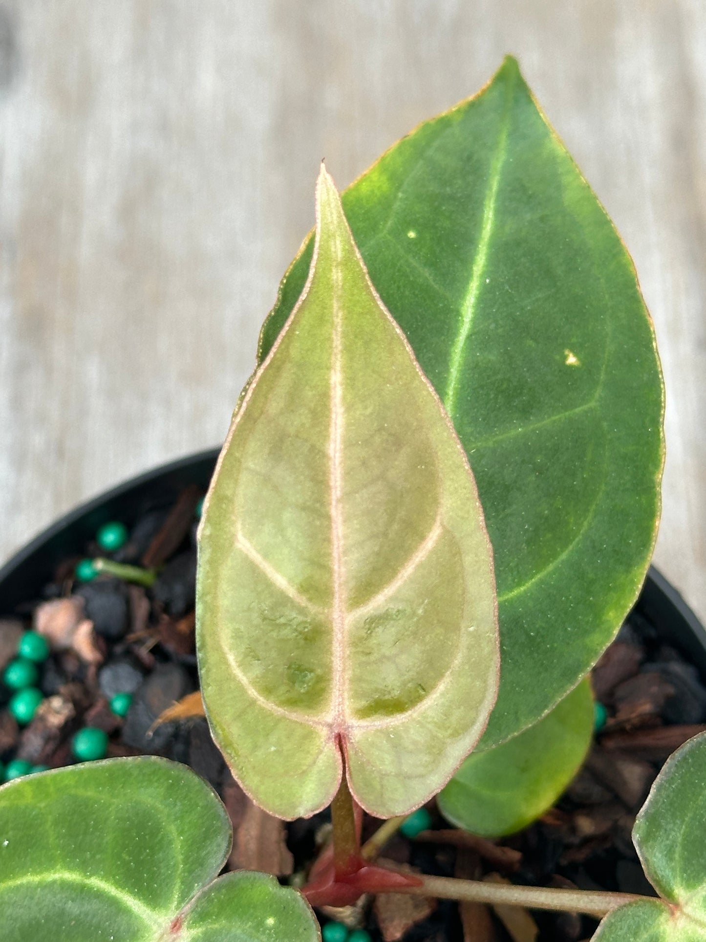 Close-up of Anthurium Carlablackiae x Papillilaminum leaf, showcasing its intricate variegation. Part of the rare tropical houseplants collection by Next World Exotics.