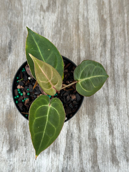 Anthurium Carlablackiae x Papillilaminum in a pot, showcasing vibrant, close-up green leaves, perfect for exotic houseplant collectors from Next World Exotics.