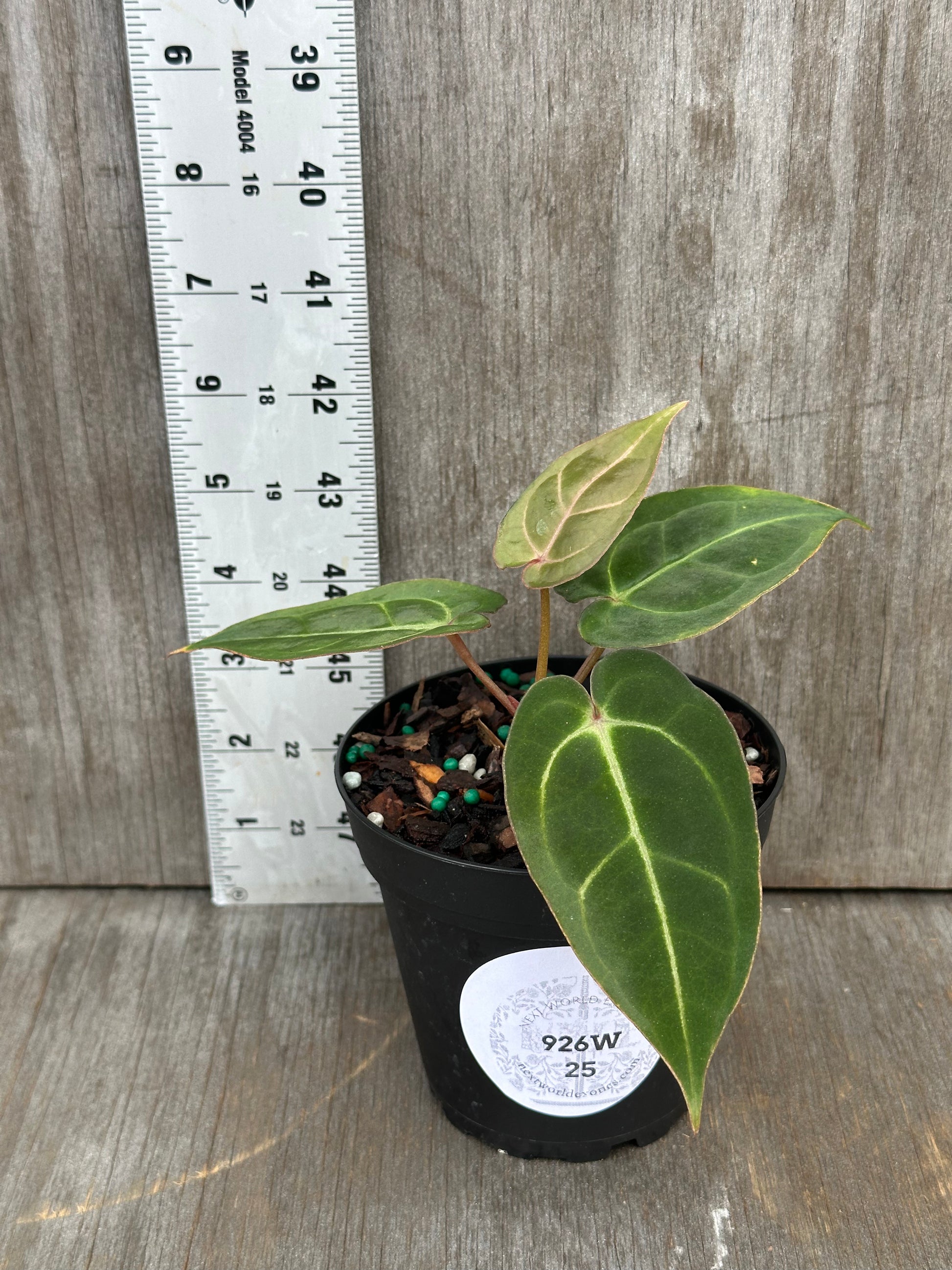 Anthurium Carlablackiae x Papillilaminum (926W25) in a pot next to a ruler for size reference, showcasing its distinctive leaves.