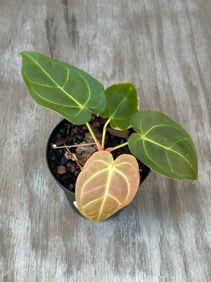 Anthurium Carlablackiae x Pappillaminum in a 4-inch pot, featuring lush leaves, part of Next World Exotics' rare variegated tropical houseplant collection.