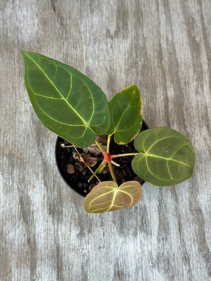 Anthurium Carlablackiae x Pappillaminum in a 4-inch pot, featuring lush foliage with visible leaf textures, ideal for exotic houseplant collectors.