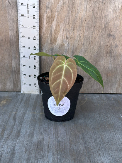 Anthurium Carlablackiae x Pappillaminum (1017W14) in a 4-inch pot, showcasing lush leaves, ideal for exotic houseplant collectors from Next World Exotics.