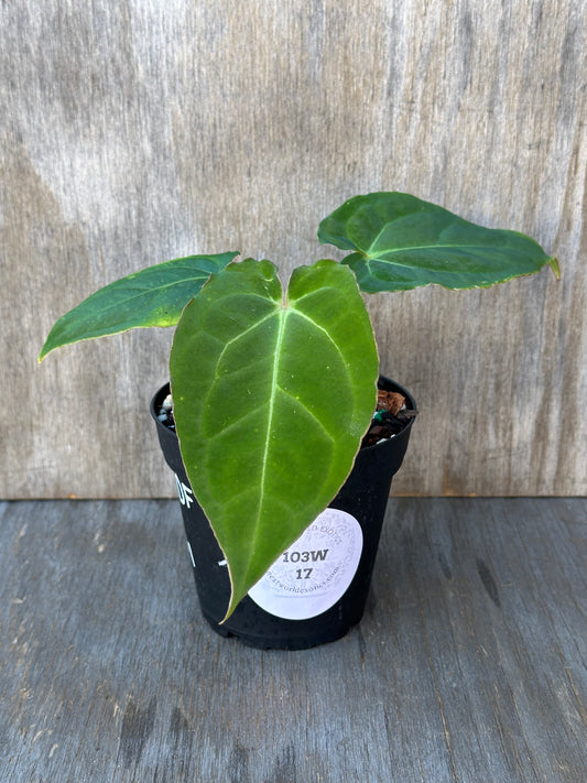 Anthurium Carlablackiae DF x Pappillaminum, a rare houseplant, displayed in a pot with lush green leaves. Ideal for collectors and plant enthusiasts.