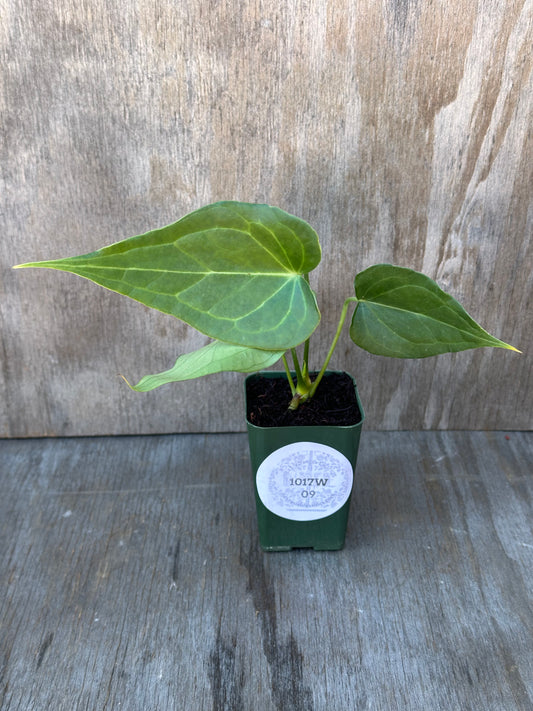 Anthurium Clarinervium x Pedatoradiatum 'Delta Force' in a 2.5-inch pot, showcasing its unique deltoid leaves and undulating margins from tissue culture.