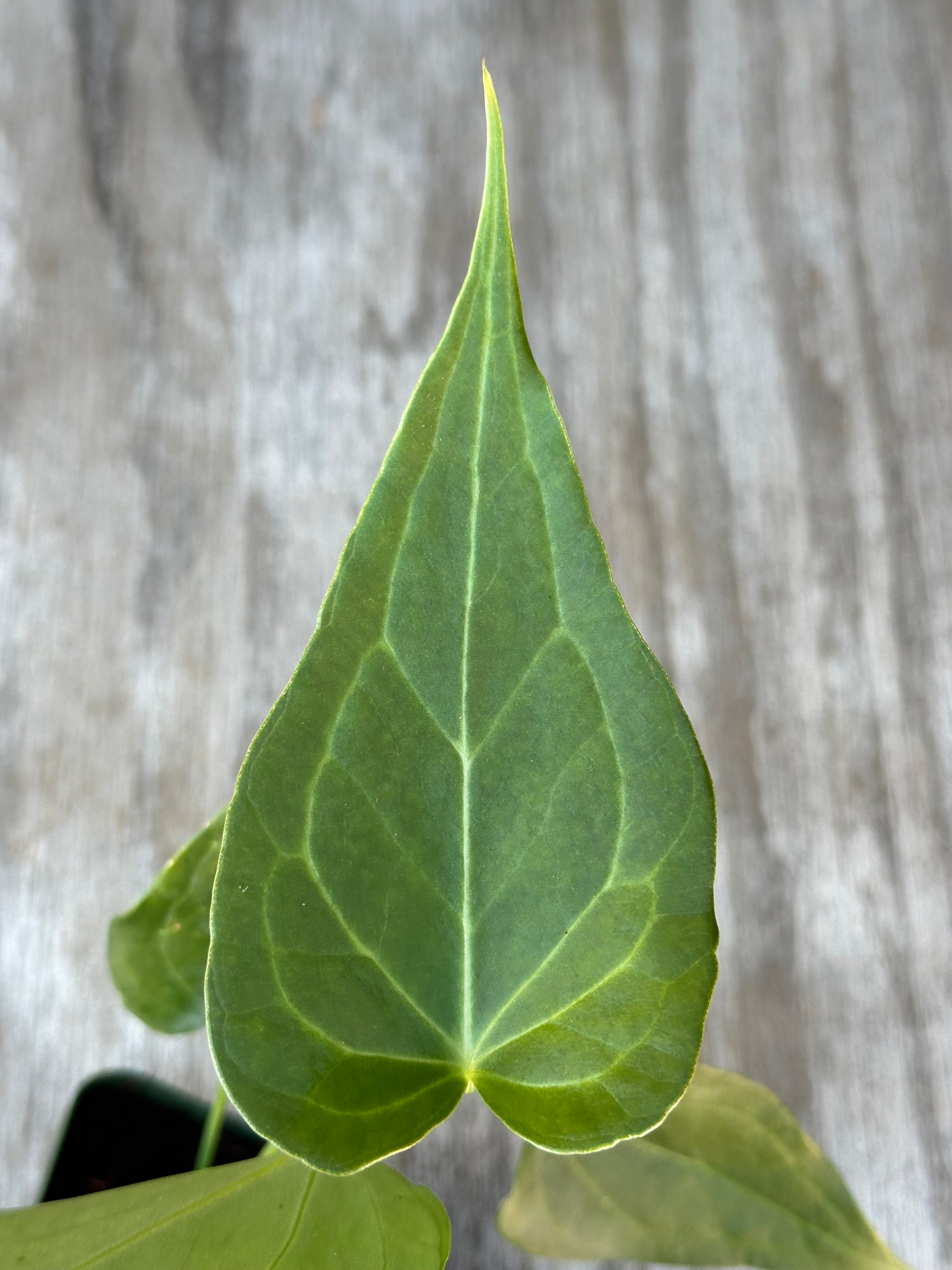 Anthurium Clarinervium x Pedatoradiatum 'Delta Force' in a 2.5-inch pot, showcasing close-up details of its unique, triangular leaves with pointed tips.