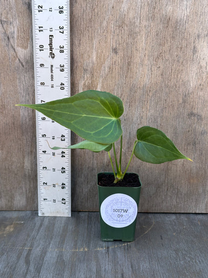 Anthurium Clarinervium x Pedatoradiatum 'Delta Force' in 2.5-inch pot beside a ruler, showcasing its unique triangular leaf structure.