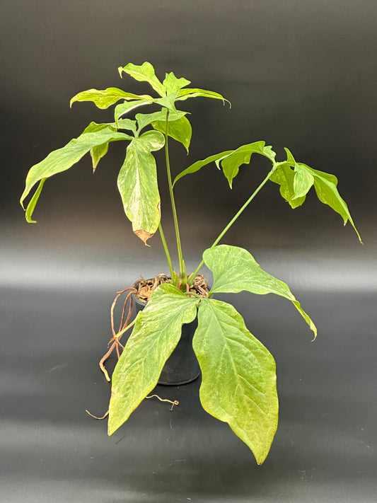 Anthurium Clavigerum Variegated (ACV1) in a 2.25-inch pot, showcasing lush, detailed leaves, part of Next World Exotics' rare tropical houseplant collection.