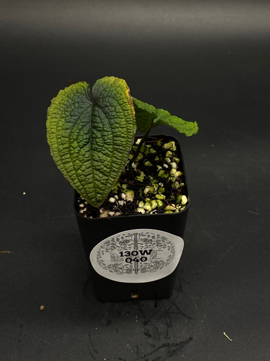 Anthurium Clidemioides (130W050) in a black pot, featuring heart-shaped, quilted leaves, with visible perlite-rich soil for optimal drainage.