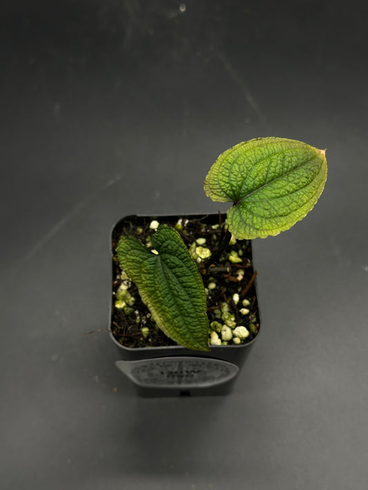 Anthurium Clidemioides in a 2.25-inch black nursery pot, showcasing three quilted, heart-shaped leaves with pronounced veins, highlighting its early growth stage.